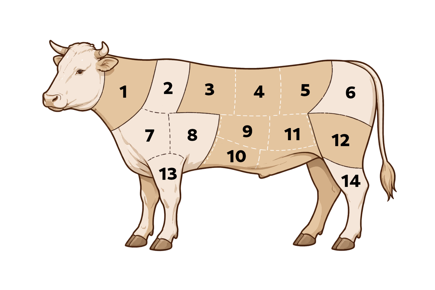 Schematische Darstellung einer Kuh mit Nummern für einzelne Bereiche