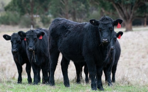 Schwarze Angus-Rinder auf der Weide