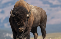 Bison