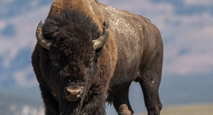 Bison