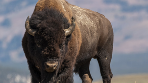 Bison