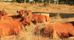 cattle-spain