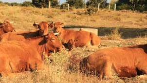 cattle-spain