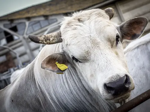 Fleisch vom Chianina