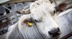 chianina