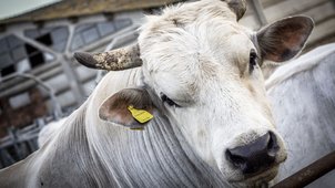 chianina
