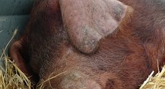 duroc
