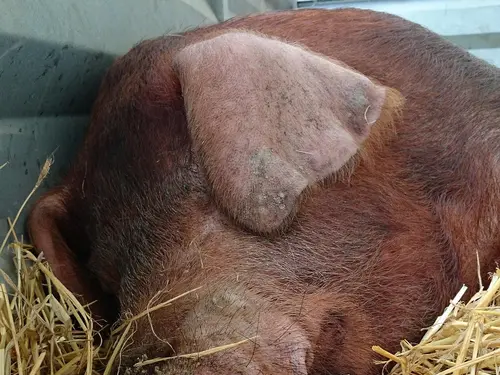 Fleisch vom Duroc-Schwein