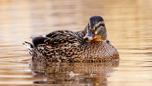 ente