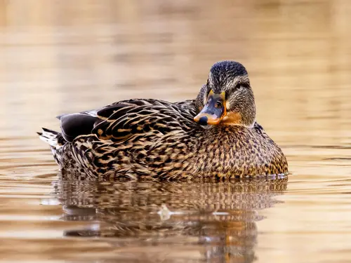 Fleisch von der Ente