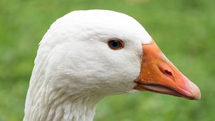 gans