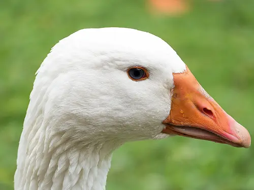 Fleisch von der Gans