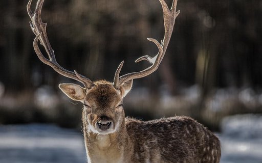 hirsch