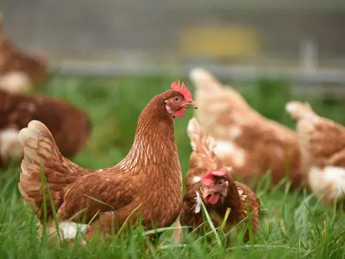 Fleisch vom Huhn
