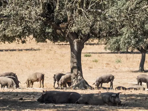Fleisch vom Iberico