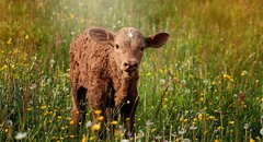 kalb