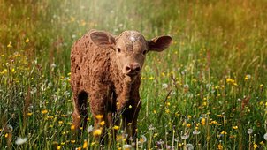 kalb