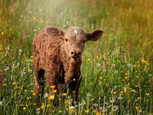 Fleisch vom Kalb
