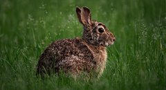 Kaninchen sitzt in der Wiese
