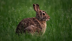 Kaninchen sitzt in der Wiese