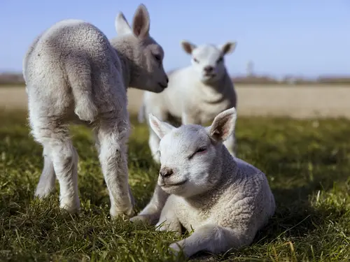 Fleisch vom Lamm