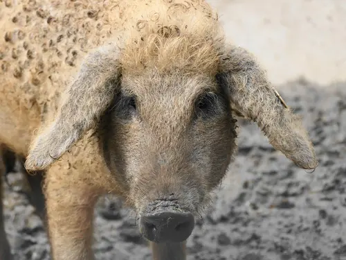 Fleisch vom Mangalitza-Schwein