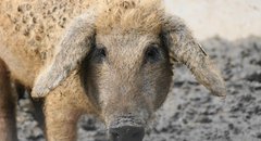 Frontalaufnahme eines bewollten Mangalitza-Schweins