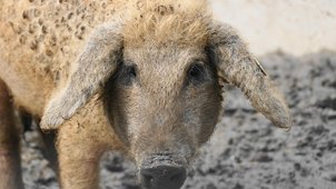Frontalaufnahme eines bewollten Mangalitza-Schweins