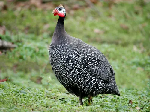 Fleisch vom Perlhuhn