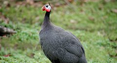 Ein Perlhuhn steht auf der Wiese