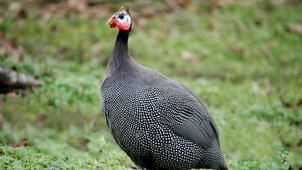 Ein Perlhuhn steht auf der Wiese