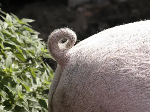 Nose To Tail vom Gans