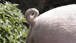 Das Hinterteil eines Schweins mit gehobenem Schänzchen.