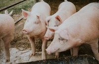 Schweine