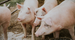 Schweine
