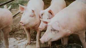 Schweine