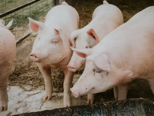 Fleisch vom Schwein
