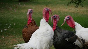 Eine Gruppe Truthähne auf der Wiese