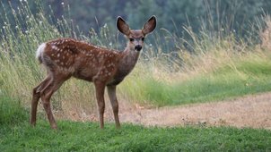 Ein braunes Reh mit hellen Flecken auf der Lichtung
