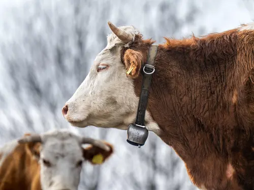 Fleisch vom Simmentaler Fleckvieh