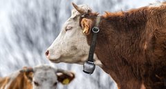 Kopf eines Simmentaler-Rindes mit Kuhglocke um den Hals