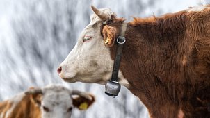 simmentaler