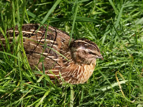 Fleisch von der Wachtel