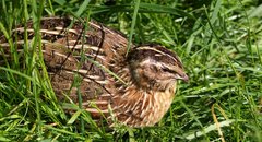 Eine Wachtel hockt im Gras