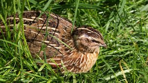 Eine Wachtel hockt im Gras