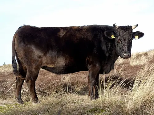 Hüfte vom Wagyu