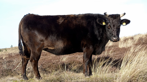 wagyu rind