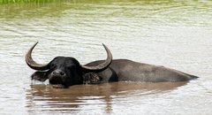 wasserbüffel