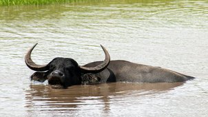 wasserbüffel