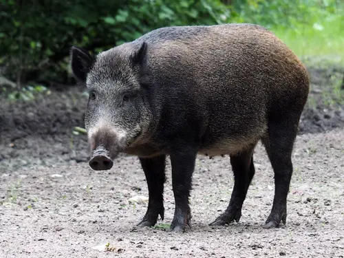 Fleisch vom Wildschwein